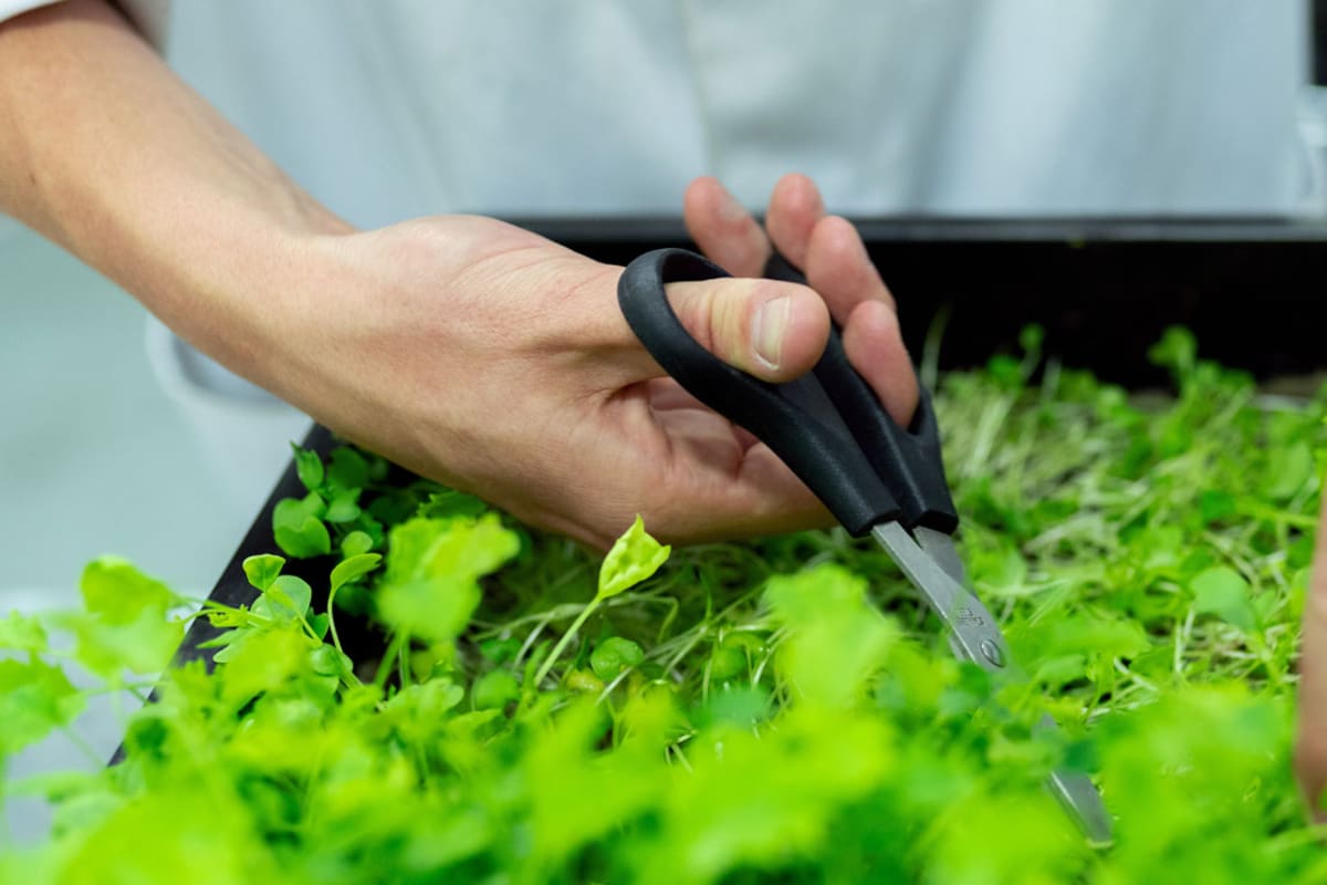 Calendario biodinámico: el jardín al ritmo del Sol, la Luna y las constelaciones