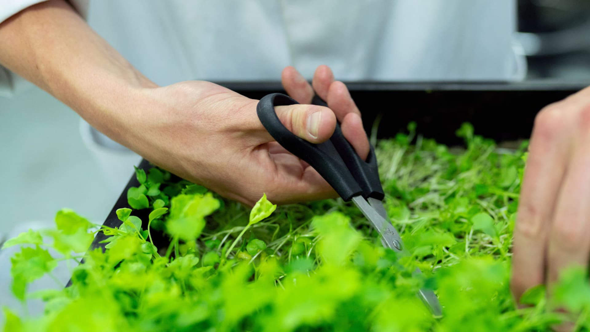 Calendario biodinámico: el jardín al ritmo del Sol, la Luna y las constelaciones