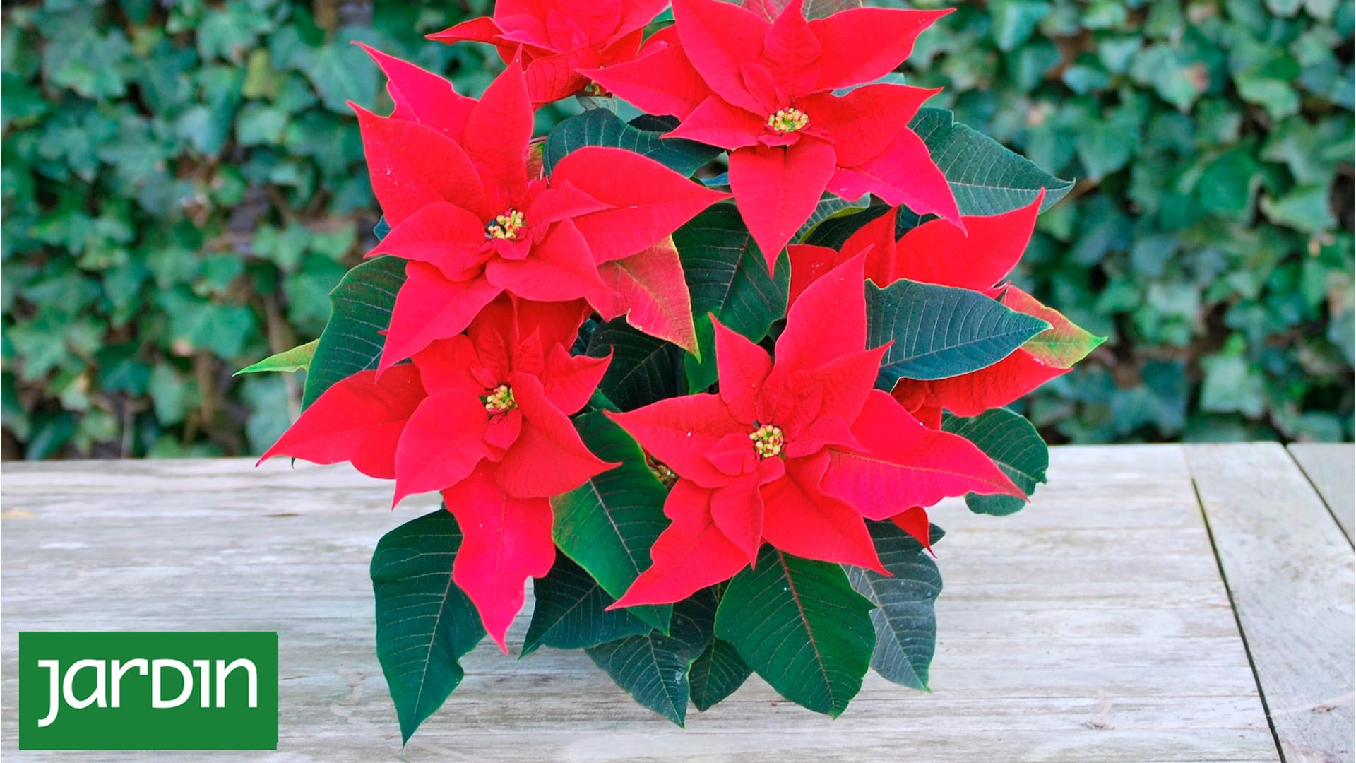 ¿Buscás ideas para decorar tu casa en estas fiestas? Atención con estas dos plantas que son sinónimo de Navidad