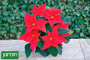 Por qué estas dos plantas son sinónimo de Navidad y no pueden faltar en tu casa