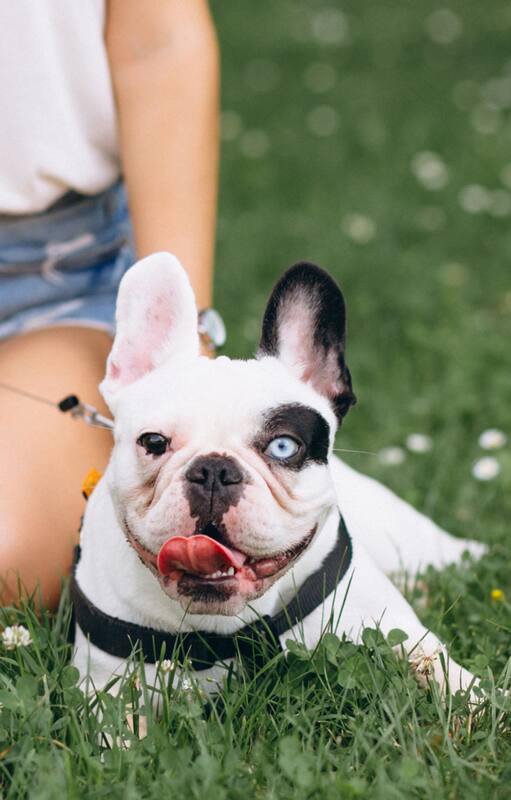 10 plantas muy populares que no deberías plantar en tu jardín