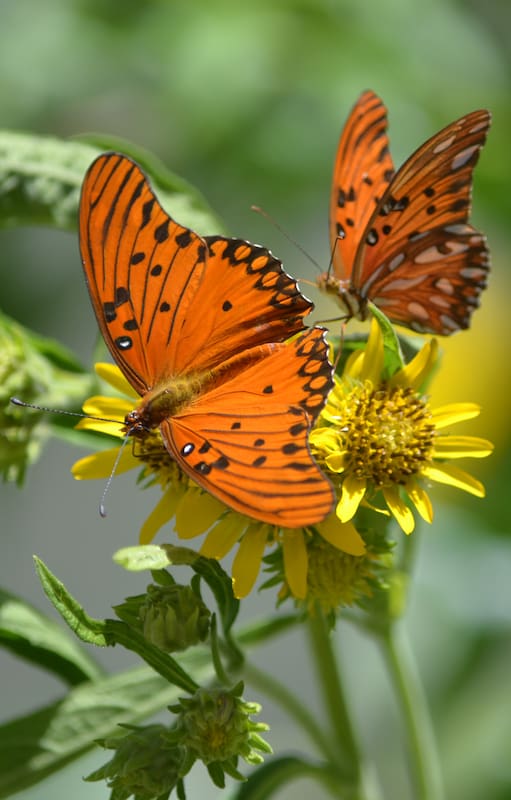 Tu jardín puede salvar a las mariposas
