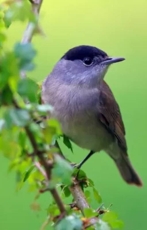 Un censo para conocer mejor las aves que visitan nuestro jardín