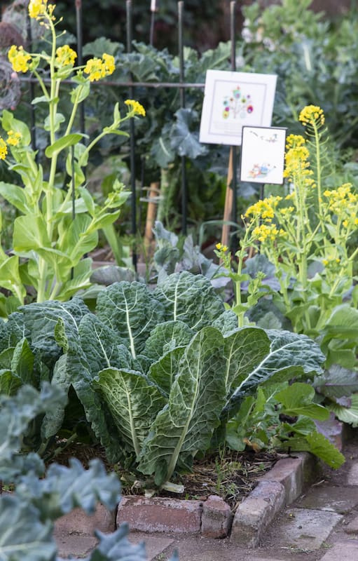 Seis plantas para ahuyentar plagas de manera natural