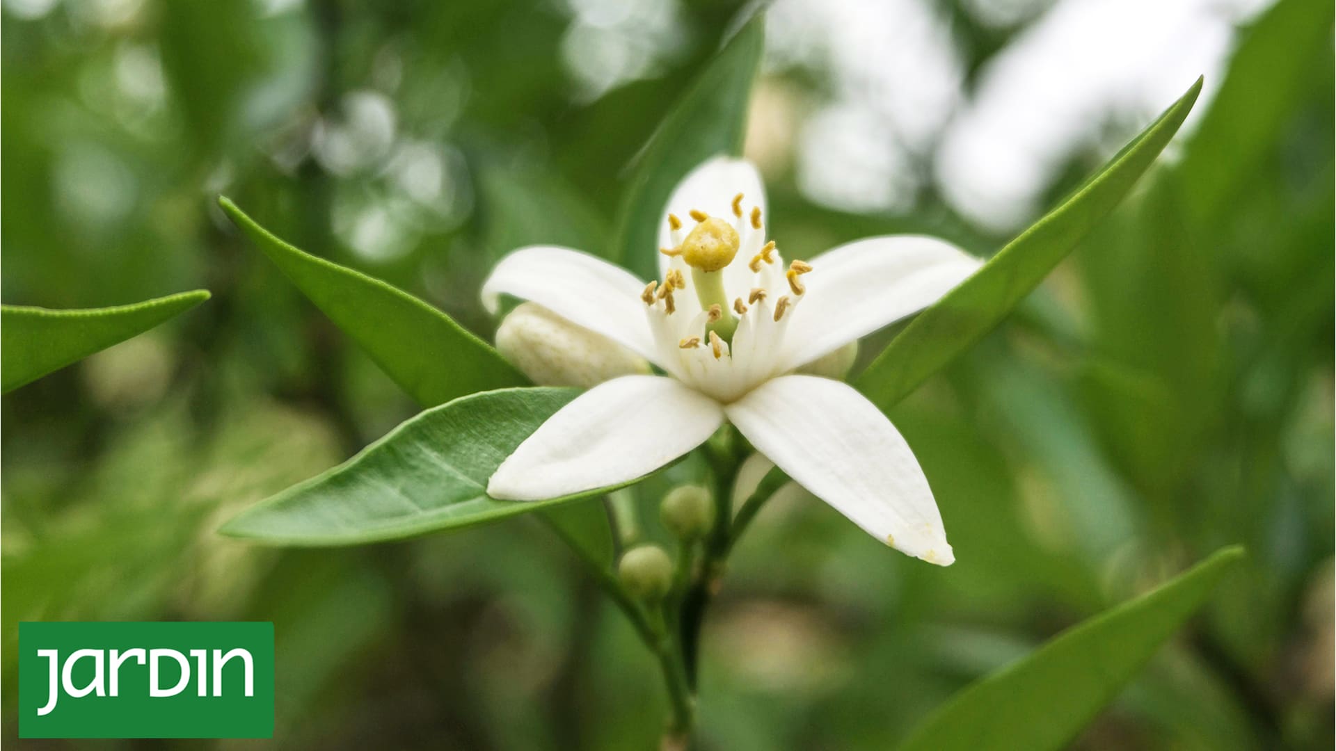 Todo el perfume de la primavera también se puede cultivar en macetas
