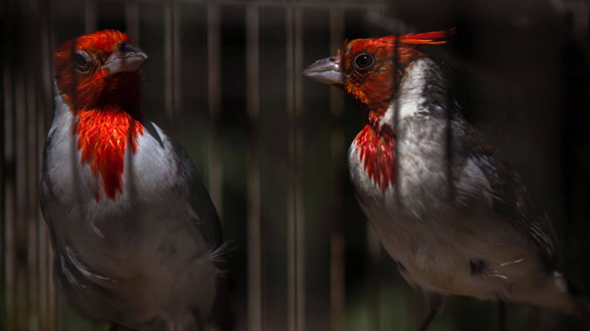 Tráfico de animales. Del lavado de dinero al coronavirus, la trama del negocio ilegal millonario