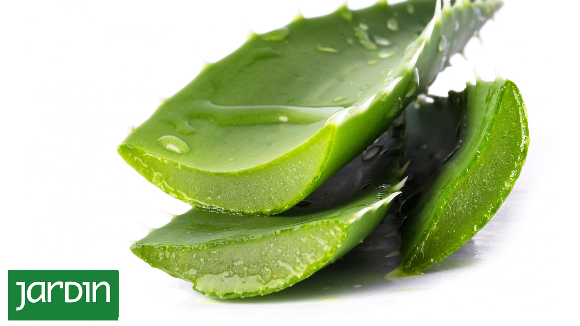 ¿Te gustaría mejorar el aspecto de tu piel? El aloe vera es la solución