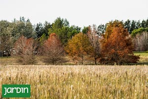 Todo lo que tenés que saber antes de plantar un árbol