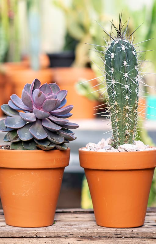Fin del mito: 6 mentiras que te hicieron creer sobre los cactus y suculentas