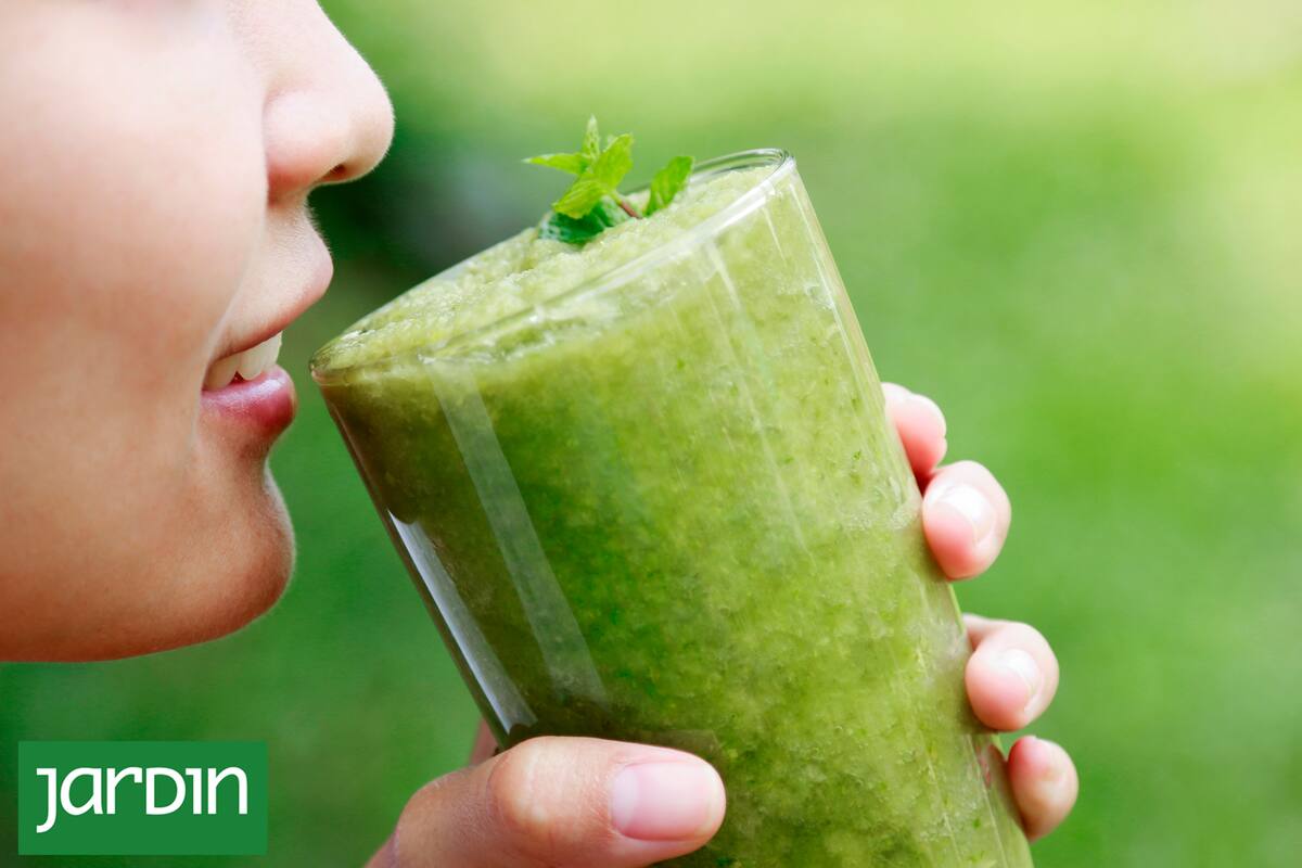 Tomar un vaso de jugo de apio por día es fundamental para evitar la osteoporosis y la artritis