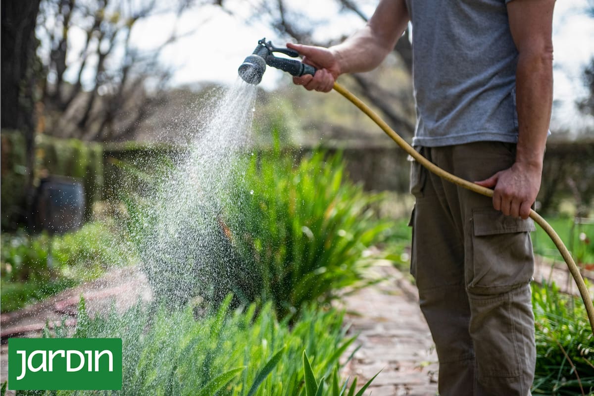3 reglas de oro para que tus plantas no mueran cuando comienza el calor