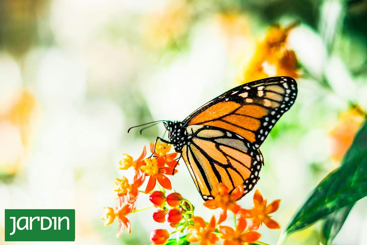 Esta es la planta que tenés que cultivar para tener un show de mariposas en tu jardín