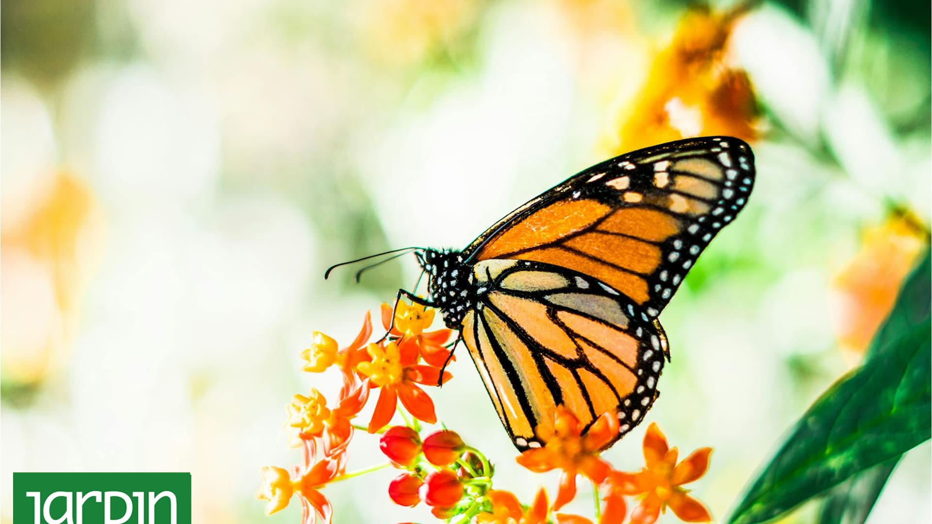 Esta es la planta que tenés que cultivar para tener un show de mariposas en tu jardín