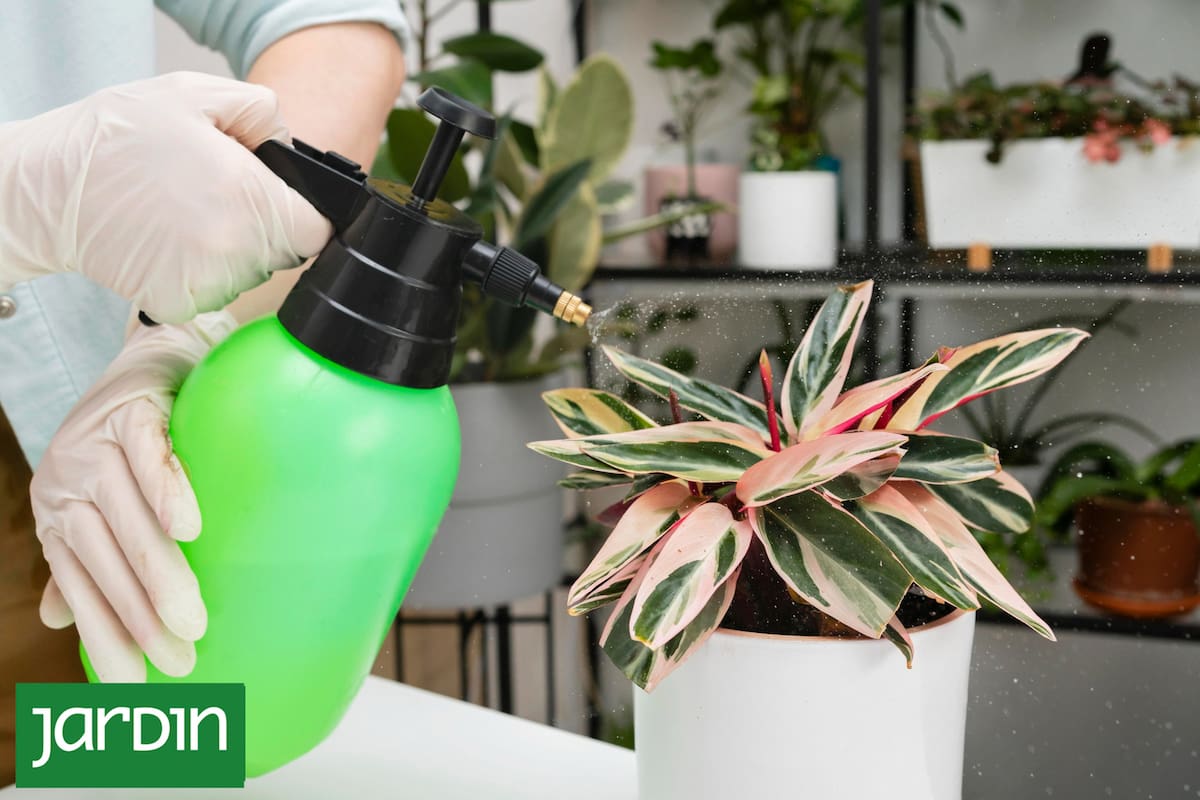 Jabón potásico: La opción natural, saludable y barata para un jardín libre de plagas