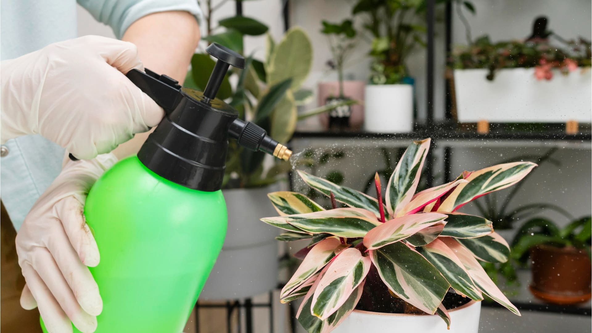 Jabón potásico: La opción natural, saludable y barata para un jardín libre de plagas