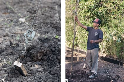 5. La estaca deberá clavarse en un radio de 1,2 m aproximadamente, aunque dependerá de la altura del árbol. 6. El chequeo de la tensión de los alambres debe realizarse cada 15 días.