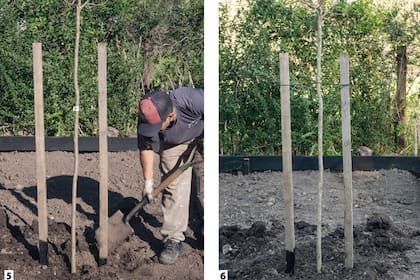 5. Rellenar con tierra y apisonar bien. 6. Con elastutor o algún hilo preferentemente elástico, sujetar los tutores al tronco del árbol.