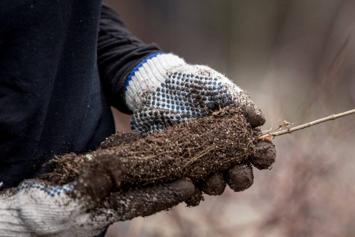 53 voluntarios plantaron más de 4600 árboles en el Parque Nacional Los Alerces