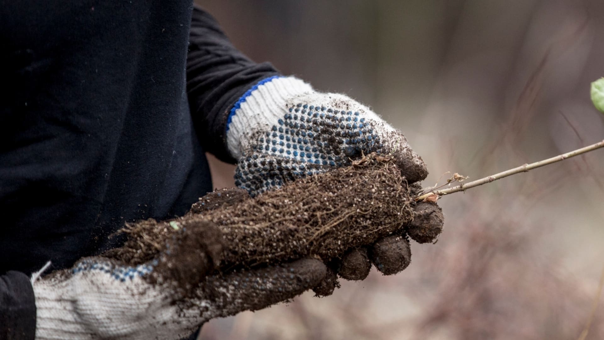 53 voluntarios plantaron más de 4600 árboles en el Parque Nacional Los Alerces
