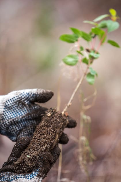 53 voluntarios plantaron más de 4600 árboles en el Parque Nacional Los Alerces