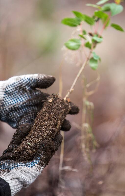 53 voluntarios plantaron más de 4600 árboles en el Parque Nacional Los Alerces