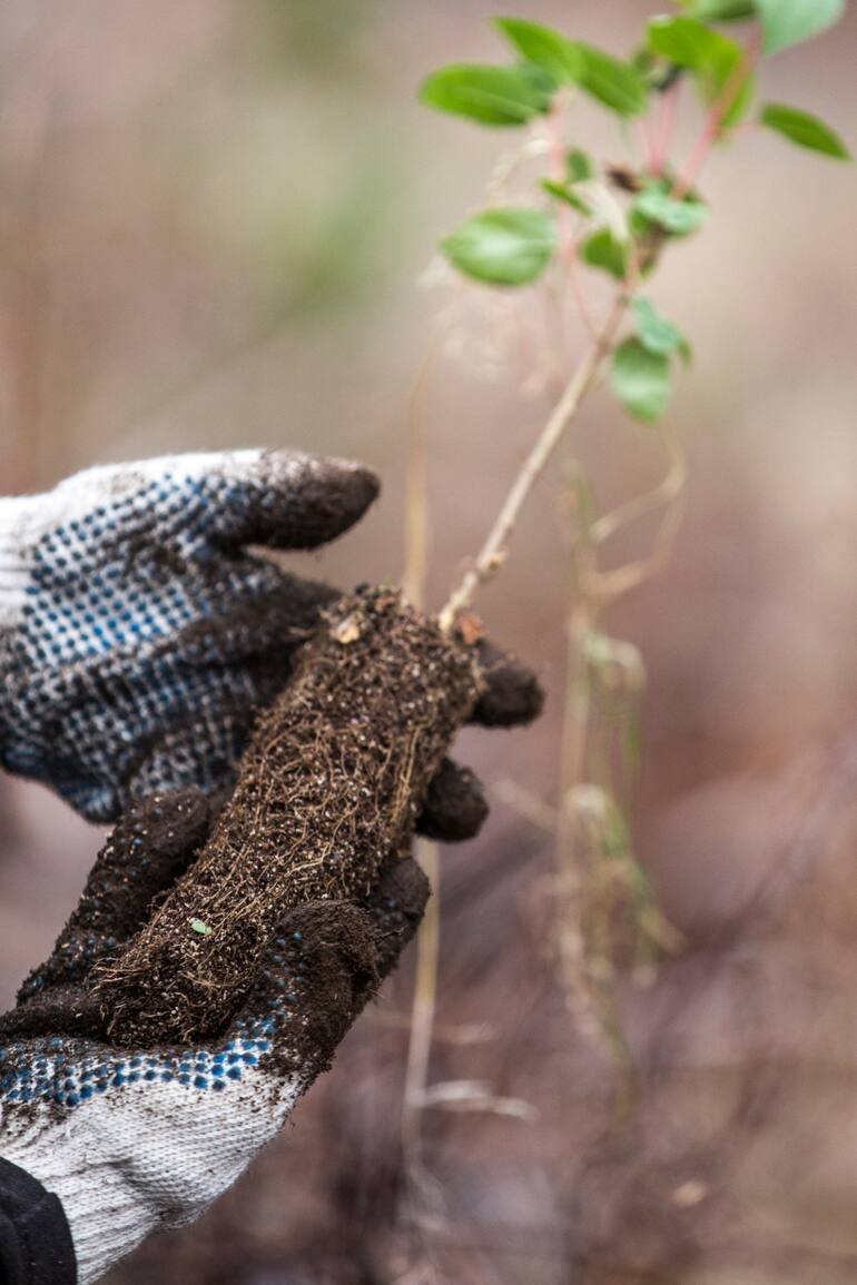 53 voluntarios plantaron más de 4600 árboles en el Parque Nacional Los Alerces