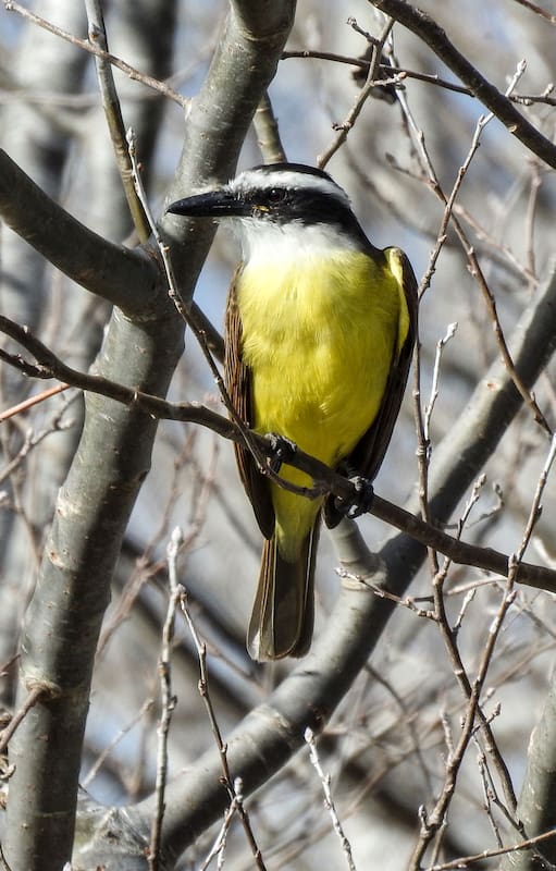 Aves: ¿quién canta en tu jardín?