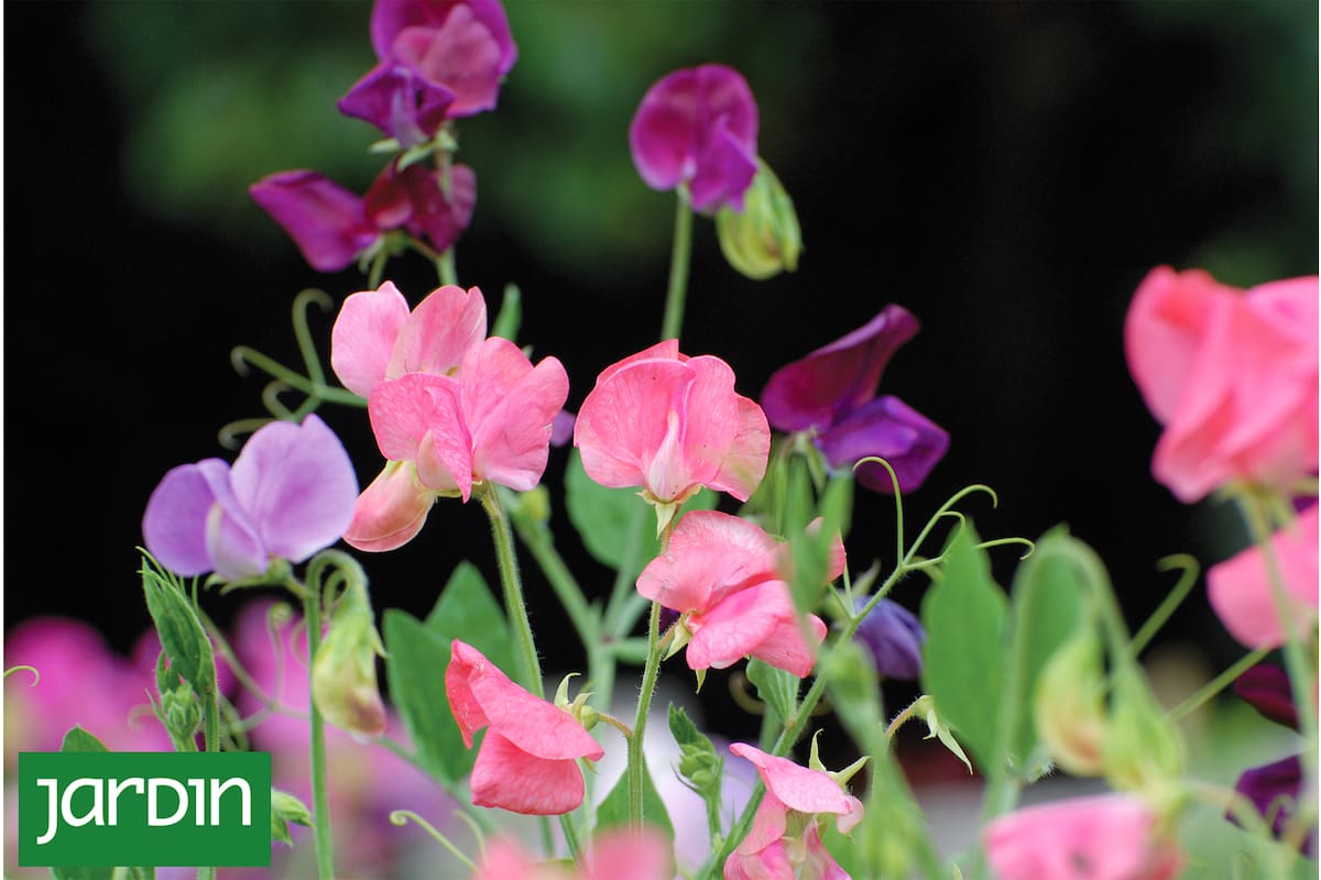 Sembrá ahora esta planta fácil y disfrutala en primavera llena de flores y perfume