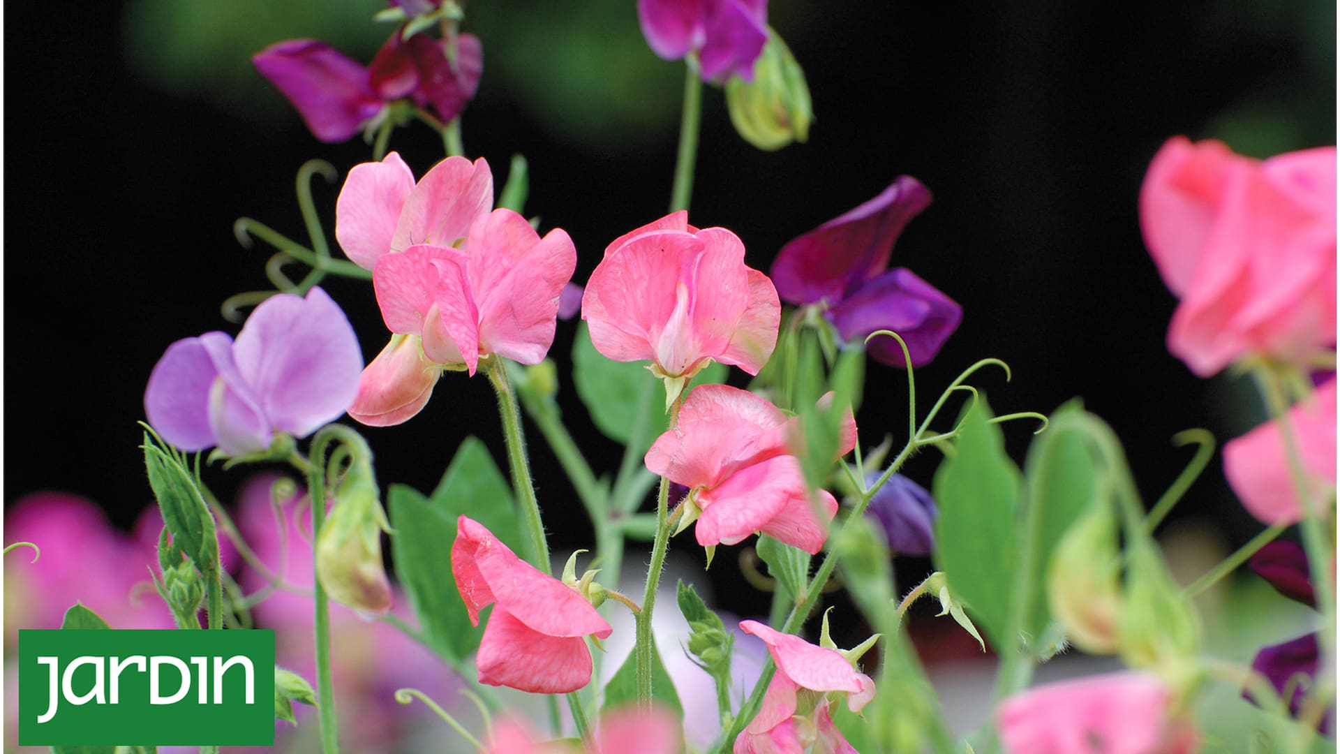 Sembrá ahora esta planta fácil y disfrutala en primavera llena de flores y perfume