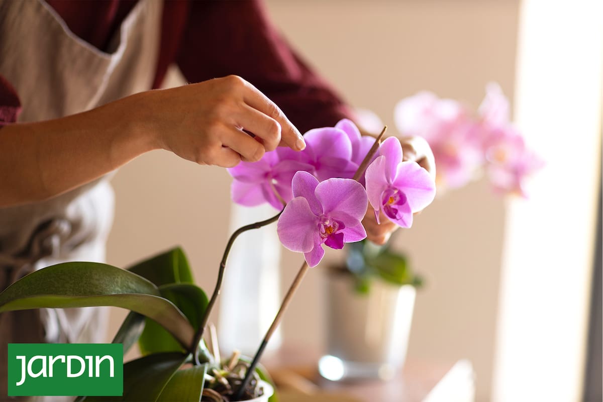 ¿Te regalaron una orquídea y no sabés cómo cuidarla?