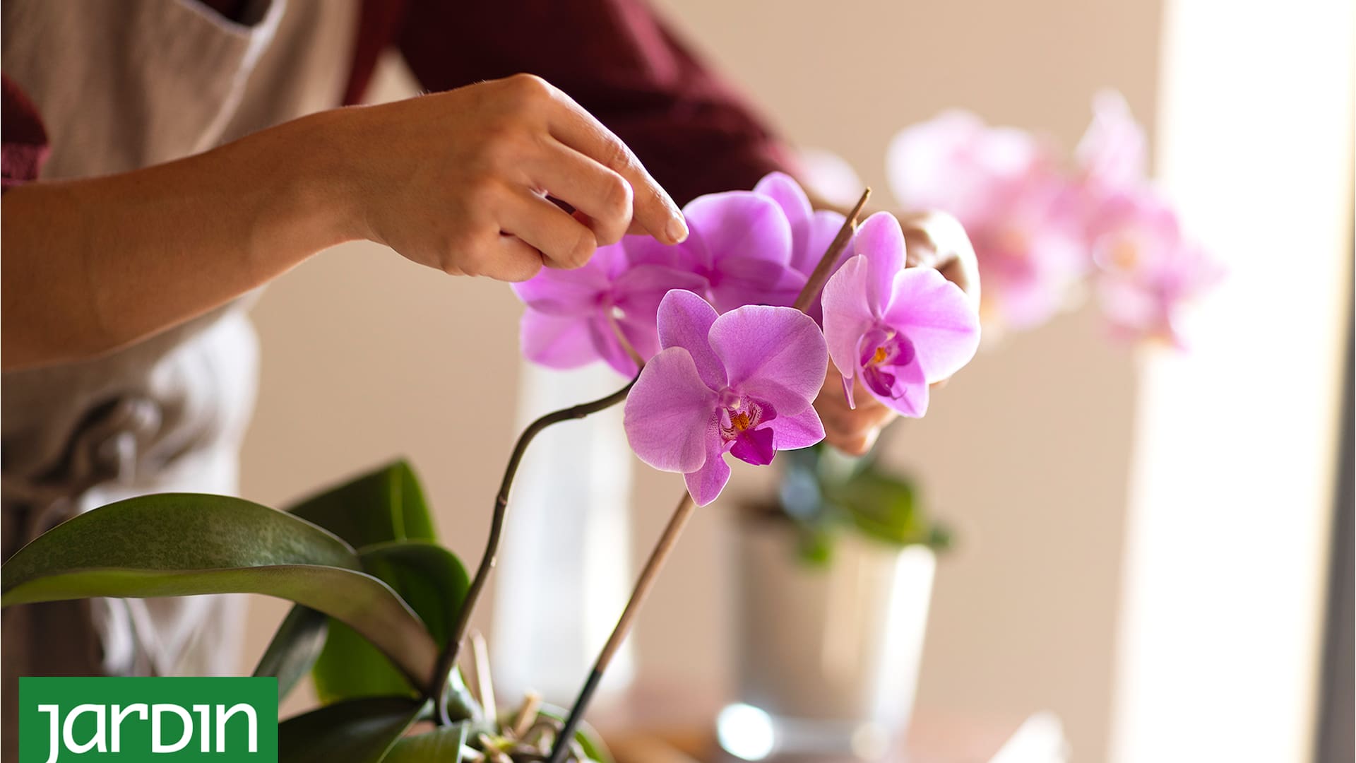 ¿Te regalaron una orquídea y no sabés cómo cuidarla?