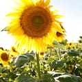 Con más hectáreas y mejores rindes, el girasol consolida su crecimiento impulsado por la genética