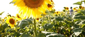 Con más hectáreas y mejores rindes, el girasol sigue creciendo