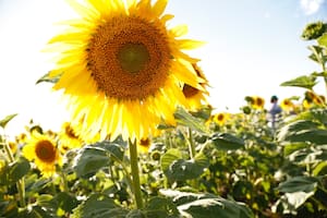 Con más hectáreas y mejores rindes, el girasol consolida su crecimiento impulsado por la genética