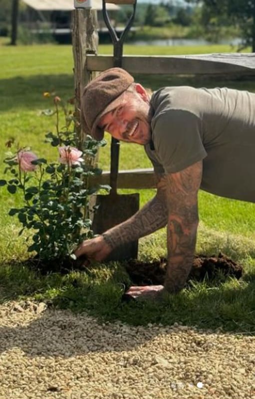 David Beckham: el exjugador que trabaja en su jardín, cultiva su propia huerta y hasta cocina con su cosecha