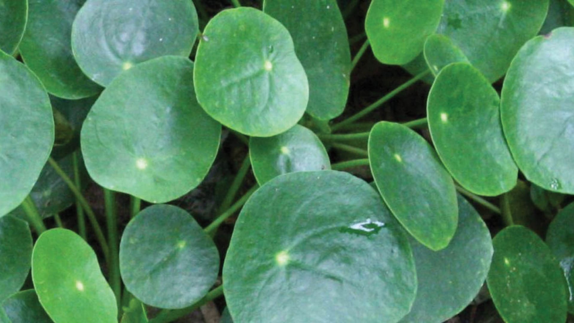 Pilea, la planta de moda que muchos quieren y pocos consiguen