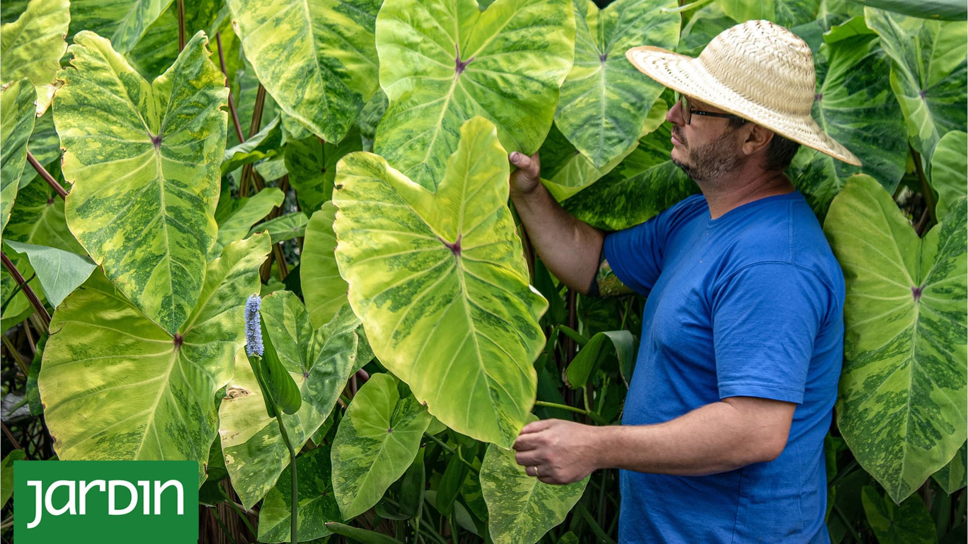 Por qué las colocasias mueren en invierno y cómo evitarlo
