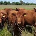 La promoción de carnes
