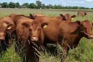 La promoción de carnes