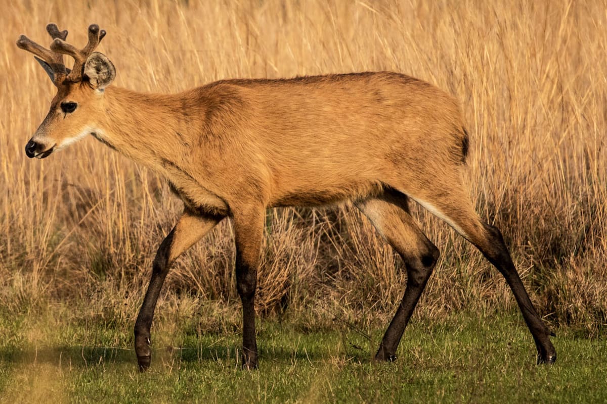 El ciervo de los pantanos que habita en el Delta del Paraná está en peligro de extinción