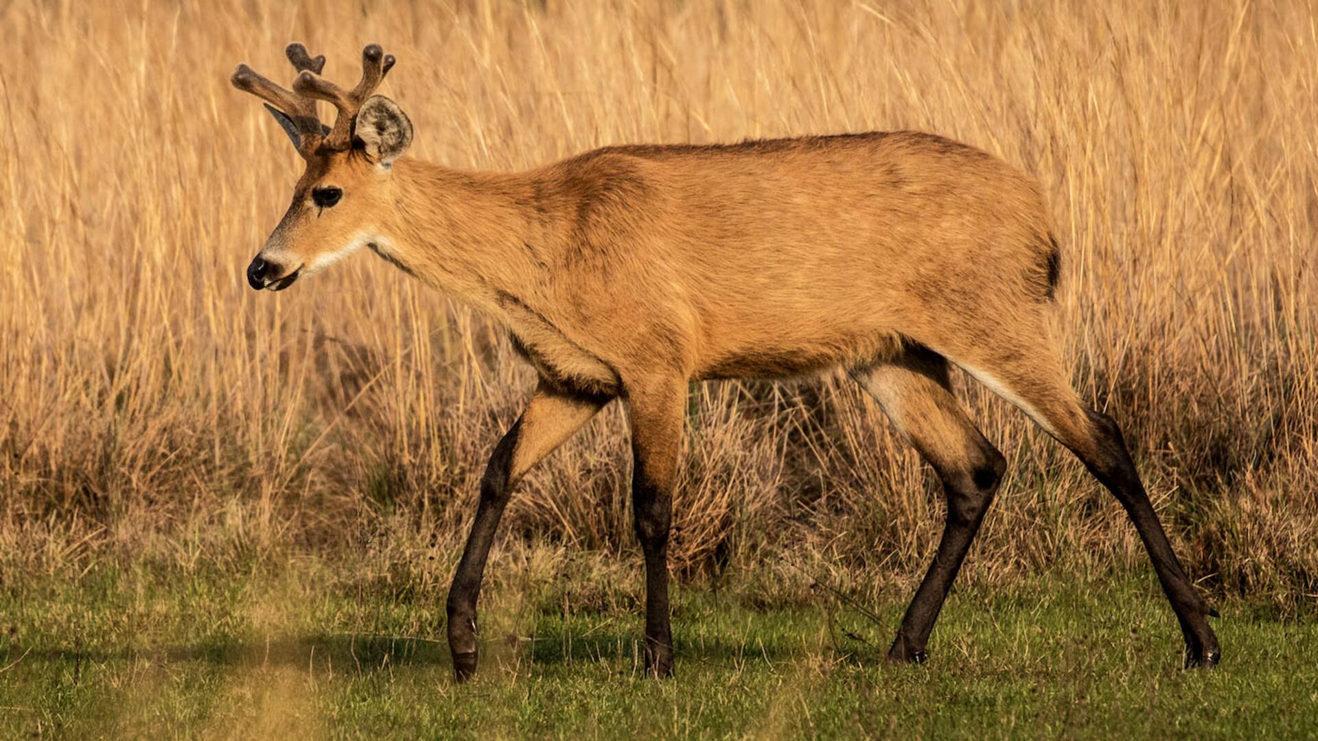 El ciervo de los pantanos que habita en el Delta del Paraná está en peligro de extinción
