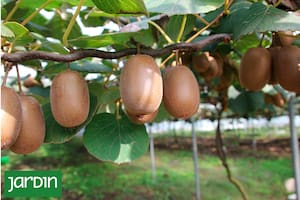 Cómo armar un techo comestible para protegerte del sol este verano