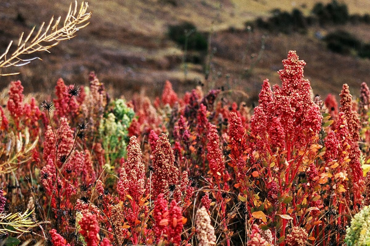 Biopiratería: las empresas que patentan recursos naturales