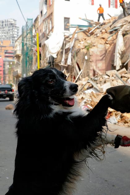 A tres metros de las señales de vida: un perro chileno protagonista del rescate en Beirut
