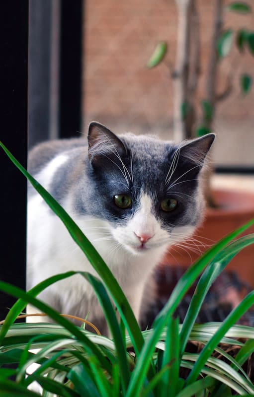 Este insecticida natural no es tóxico para mascotas y además es un excelente fertilizante
