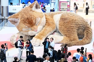 Felinos pop