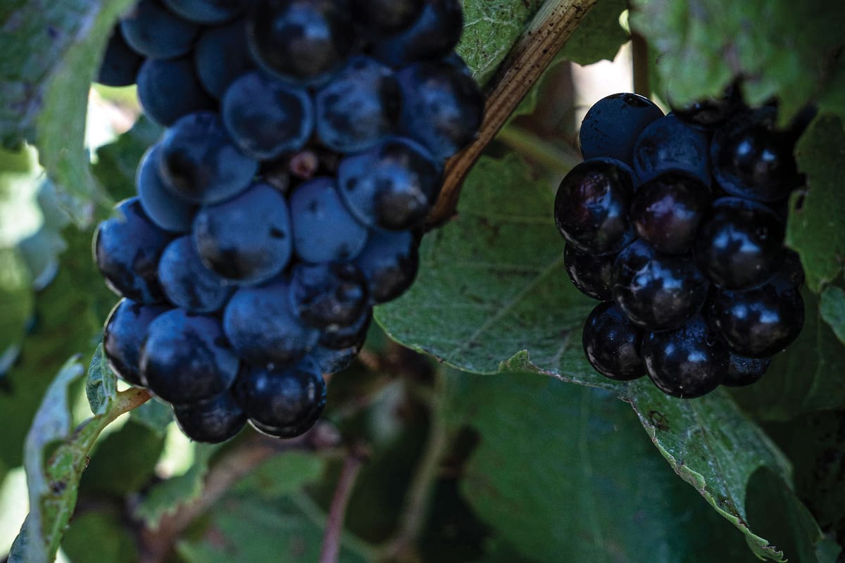 De la Costa Atlántica al extremo sur: el nuevo mapa del vino en la Argentina