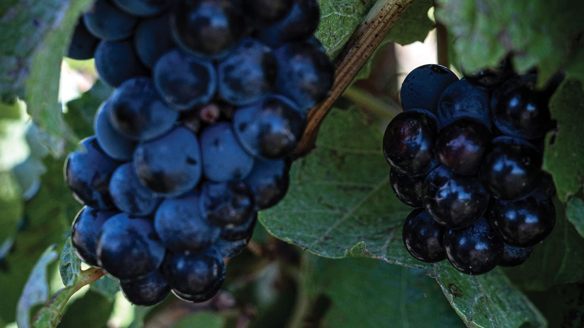De la Costa Atlántica al extremo sur: el nuevo mapa del vino en la Argentina