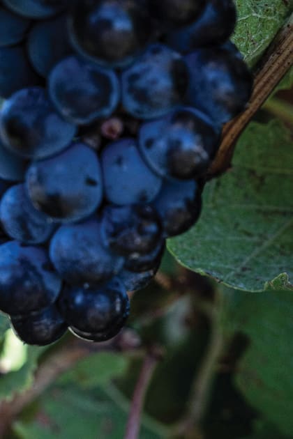 De la Costa Atlántica al extremo sur: el nuevo mapa del vino en la Argentina