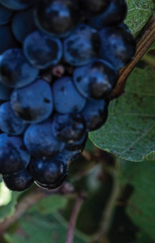 De la Costa Atlántica al extremo sur: el nuevo mapa del vino en la Argentina